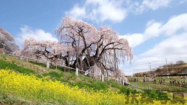 日本全球公认的三大赏樱胜地,春季日本东京赏樱的3大胜地