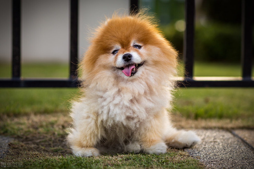 养博美犬需要注意的事项,养博美犬要注意什么