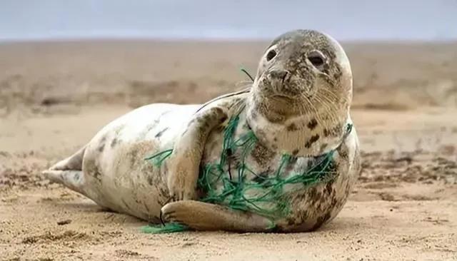 点赞还是*制抵**？敦煌鸣沙山月牙泉景区堵骆驼引发热议