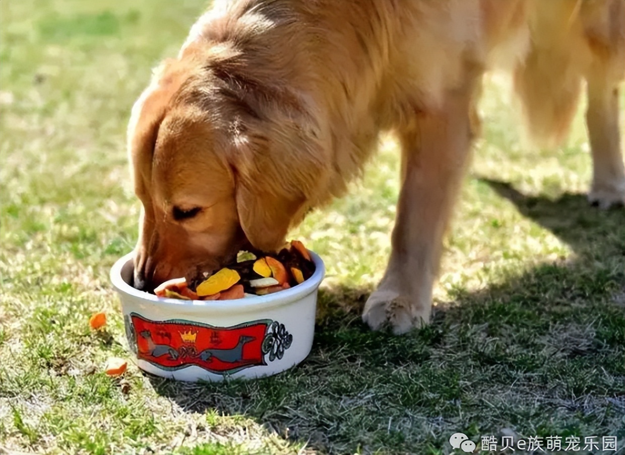 为什么季节转换狗狗会焦躁不安,秋季狗狗常见病的症状及治疗方法