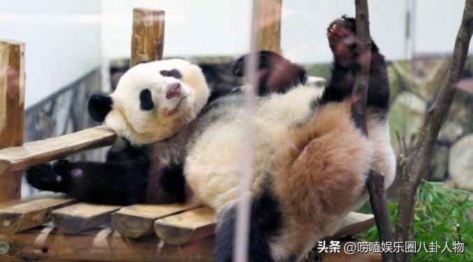 全世界“大明星”中国熊猫！亚洲各国当成女儿，欧洲排队想要它来