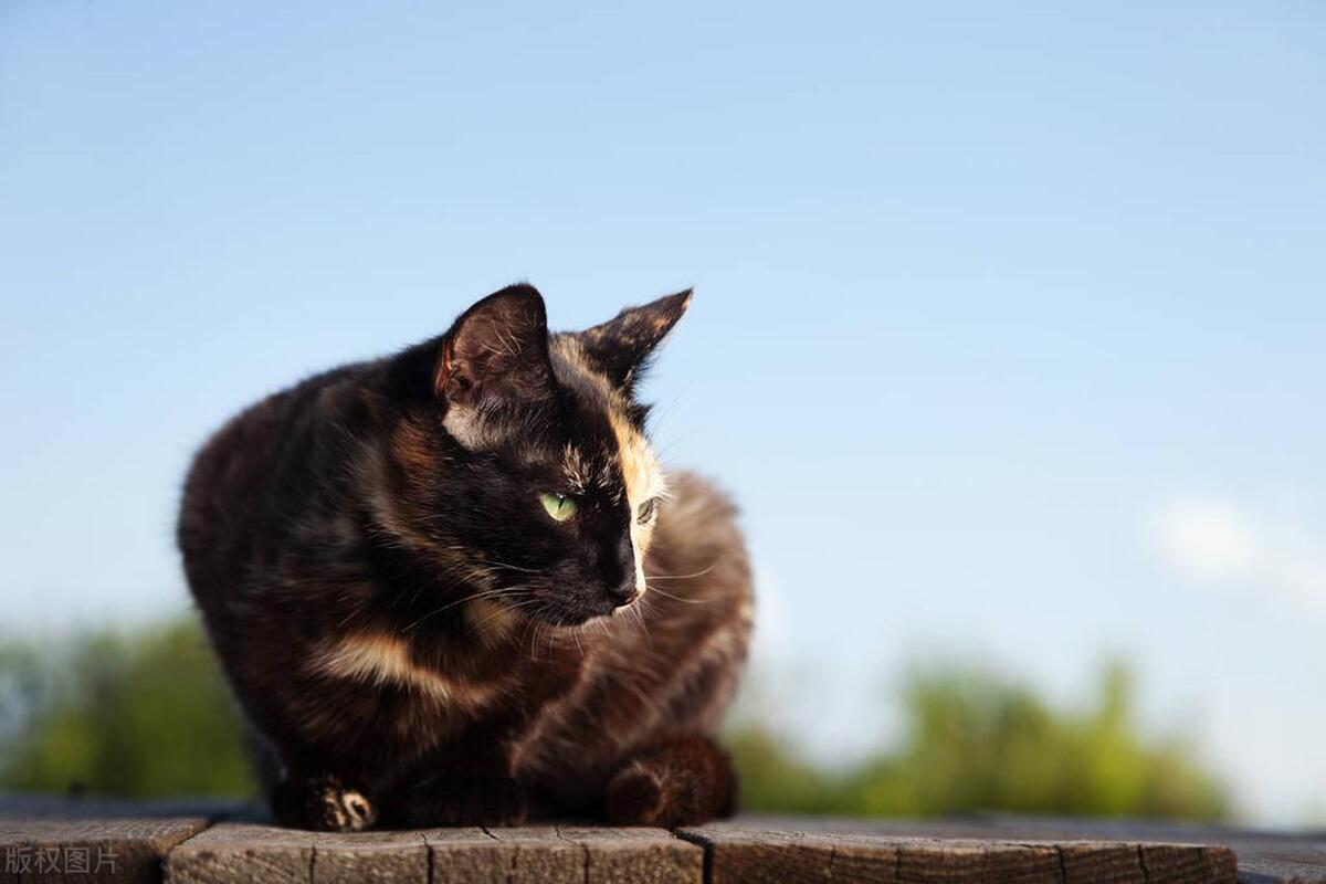 猫界的刘亦菲三花猫,三花猫界的刘亦菲