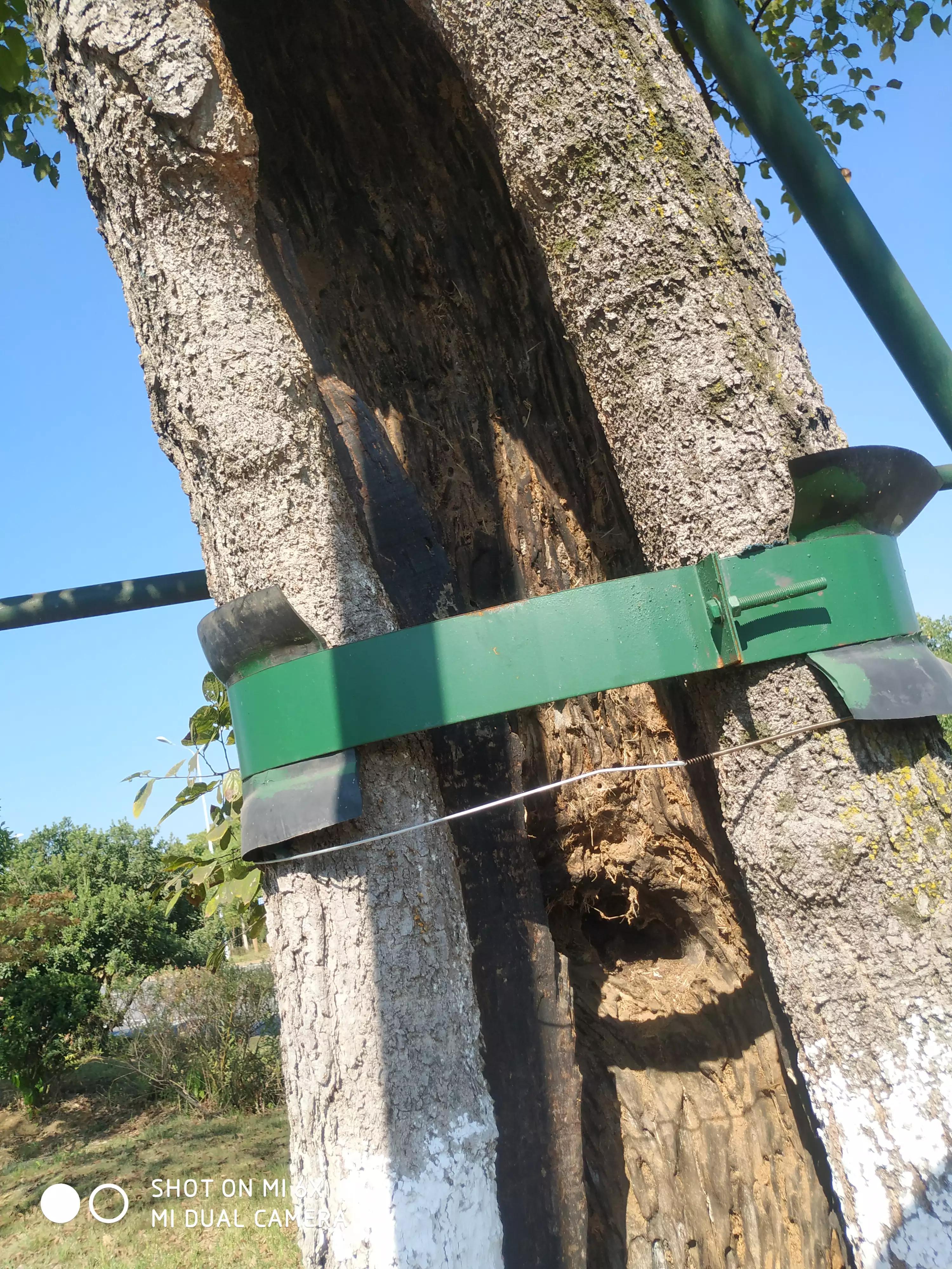 藤子树,藤子树图片大全