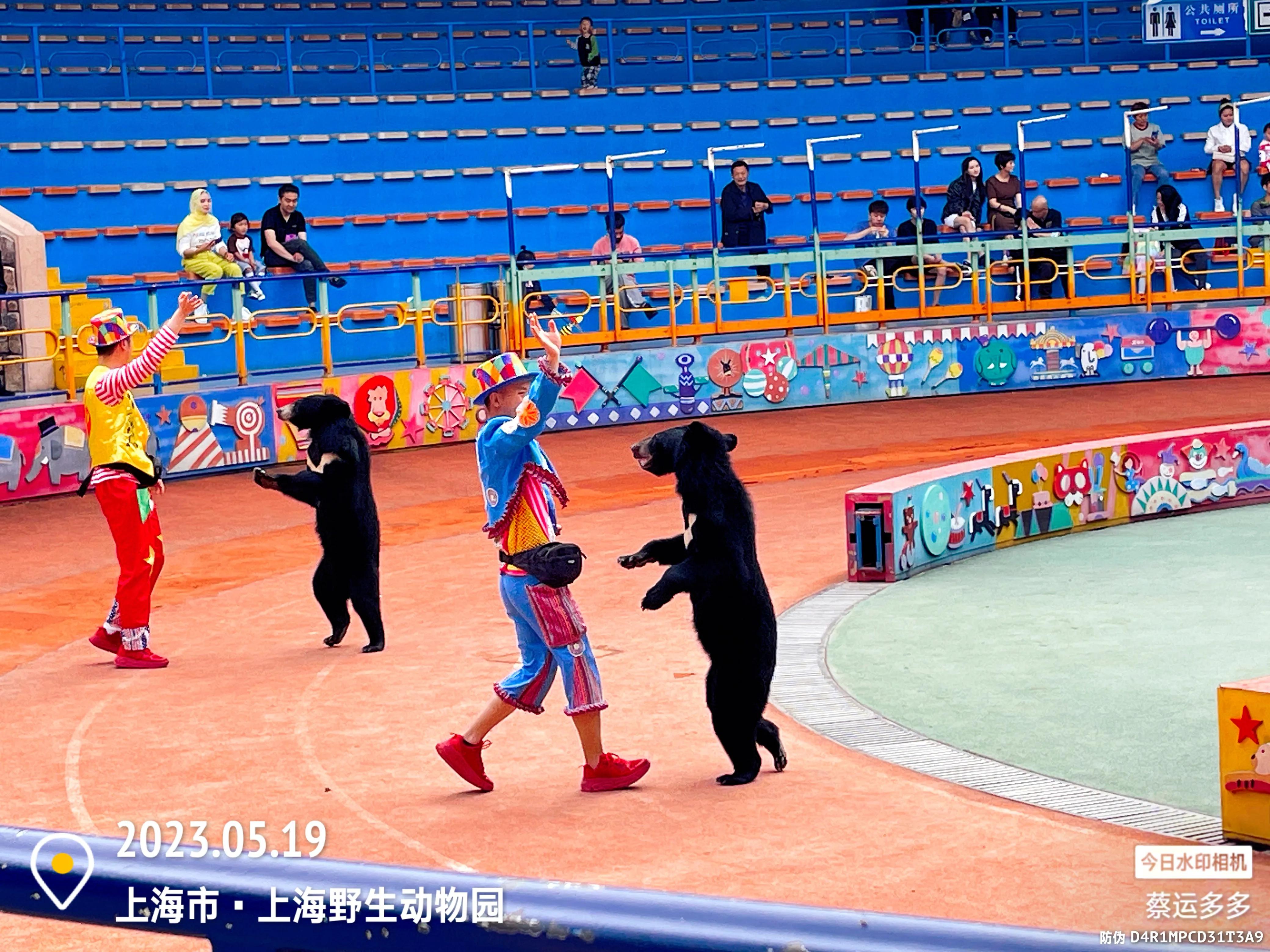 我喜爱的动物是小猫,什么动物招人喜爱