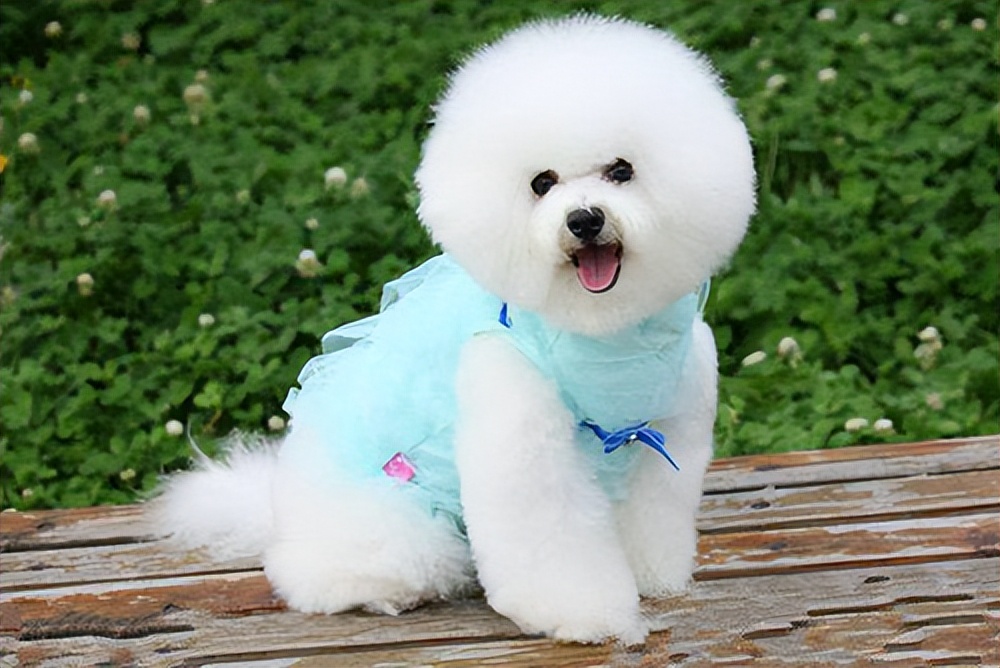 建议养宠物狗吗,养比熊犬应该养哪种体型