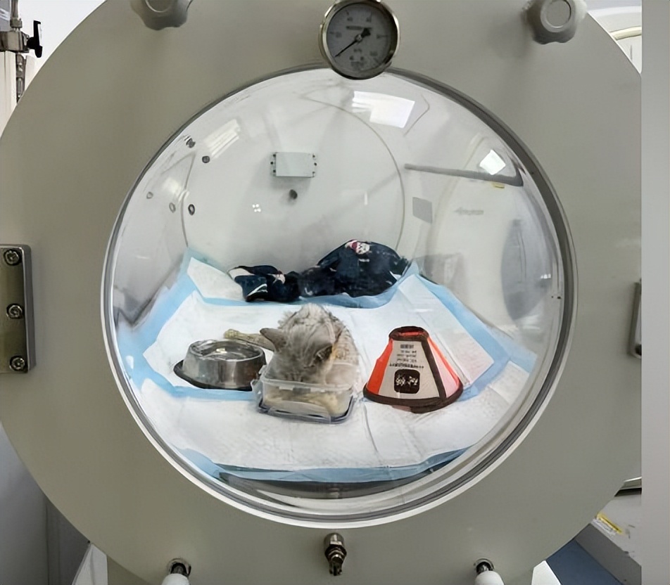 流浪猫救助20天后猫咪越来越萌啦,有必要花费巨资救助流浪猫吗