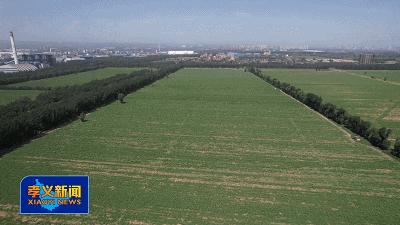 浙江东阳牛蒡种植,种植牛蒡的经济效益