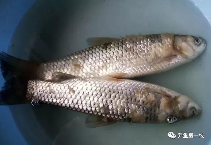 低温水霉怎么治疗,赤皮水霉