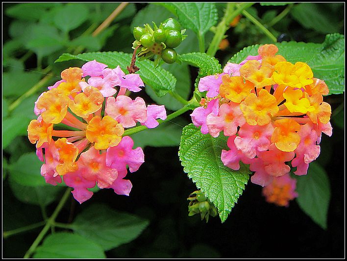 蛇蝎芙蓉花,皖南蛇蝎花
