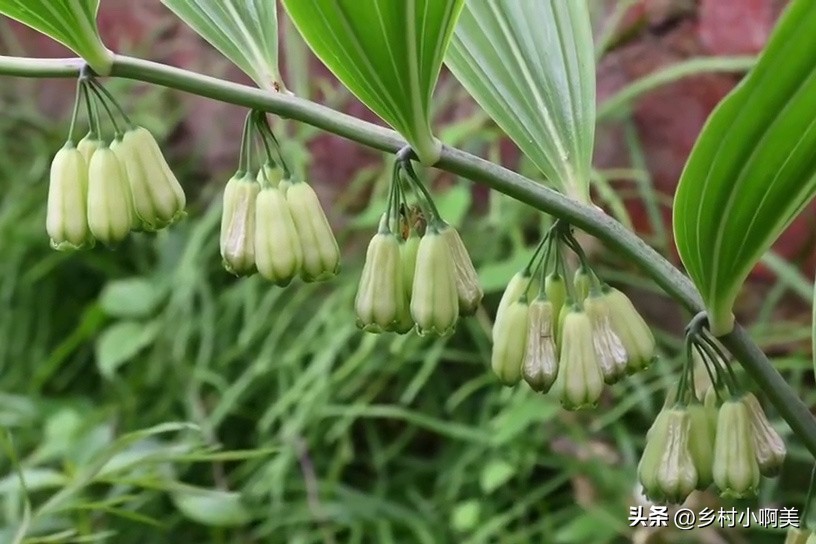 俗称小人参的植物煲汤,鸡头参怎么做药用价值最大