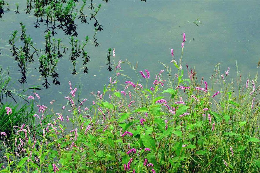 宋代经典七律古诗100首,宋朝最著名的七言律诗