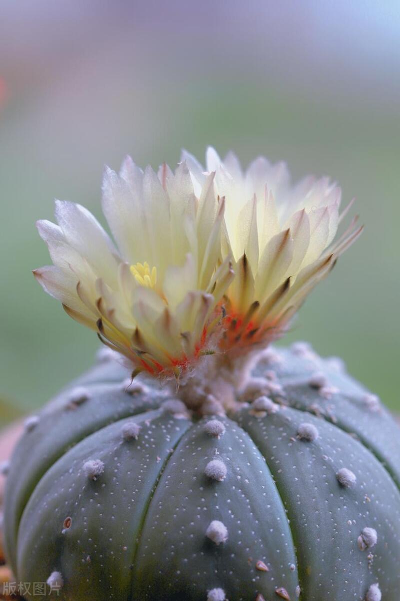 多肉怎么养快才能开花,要开花的多肉怎么养