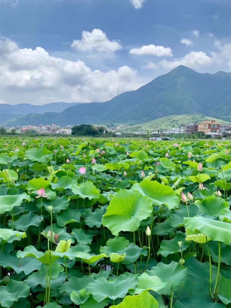 莆田荷花花海,莆田夏天哪里赏荷花