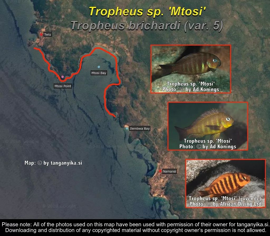 三湖慈鲷杂鲷品种图鉴大全,三湖慈鲷最好看的十种马鲷