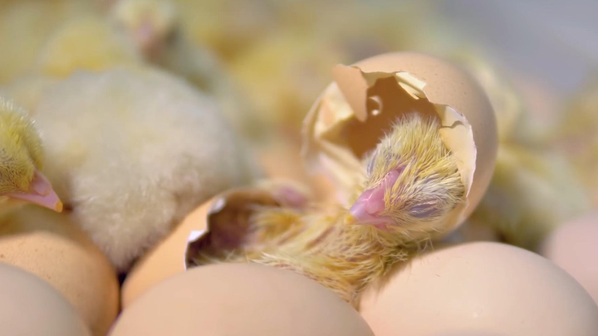 学校门口买的小彩鸡为什么养不活,学校门口的彩色小鸡为什么不能买