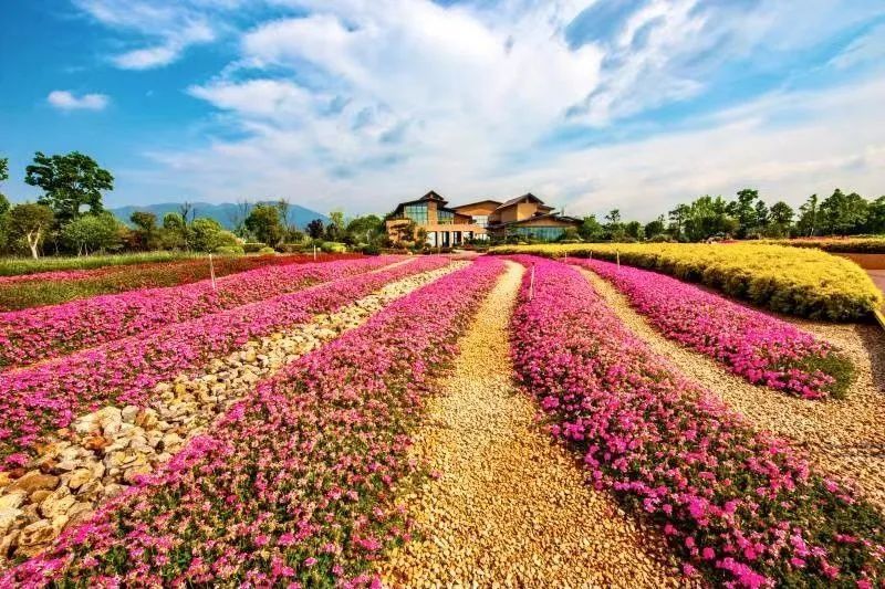 澄江花海美景,云南各种争奇斗艳的花海