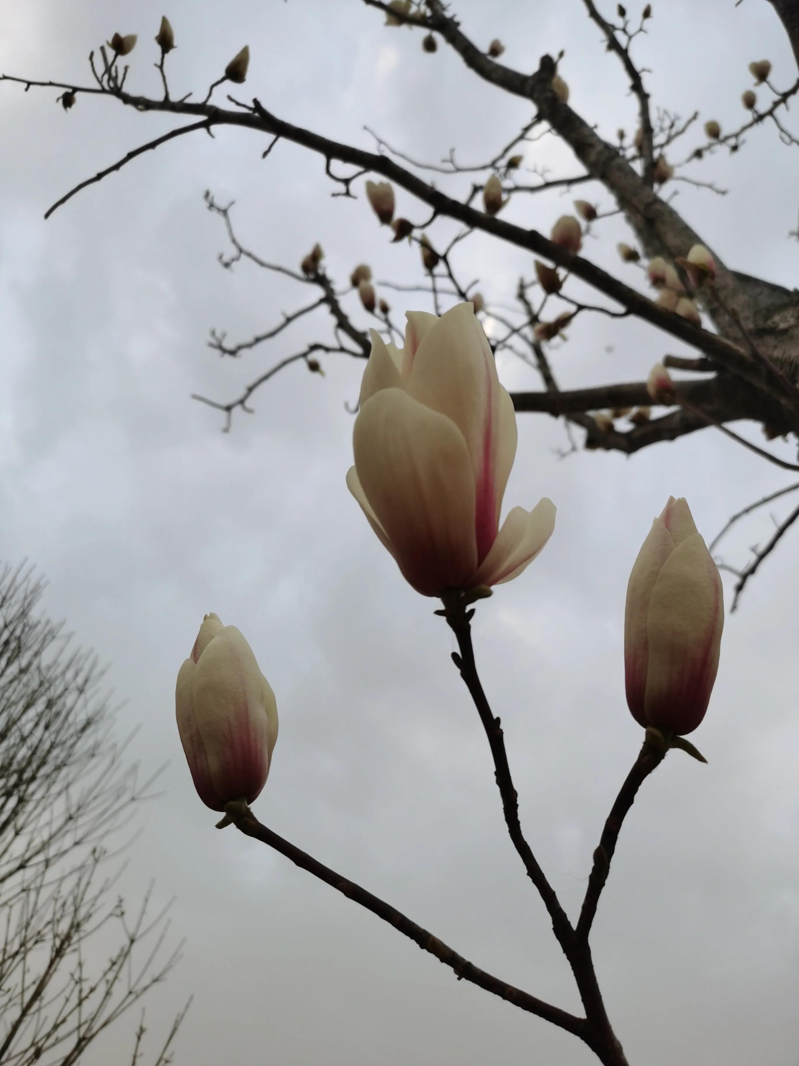 玉兰花的花语视频,玉兰花的花语微博