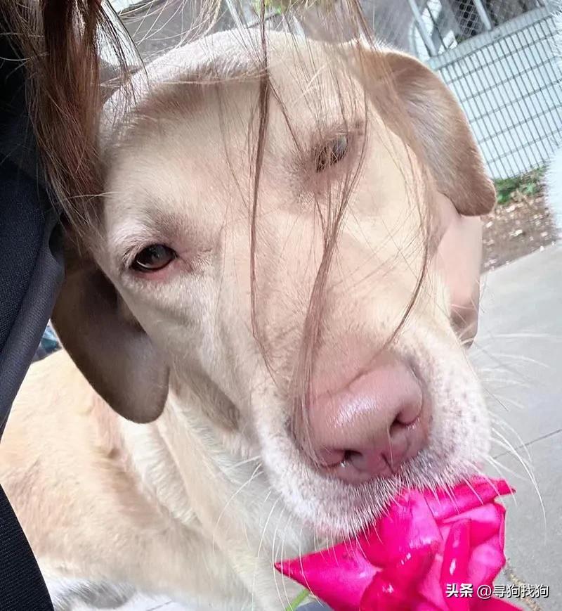 台州温岭拉布拉多犬舍排名,台州寻狗拉布拉多