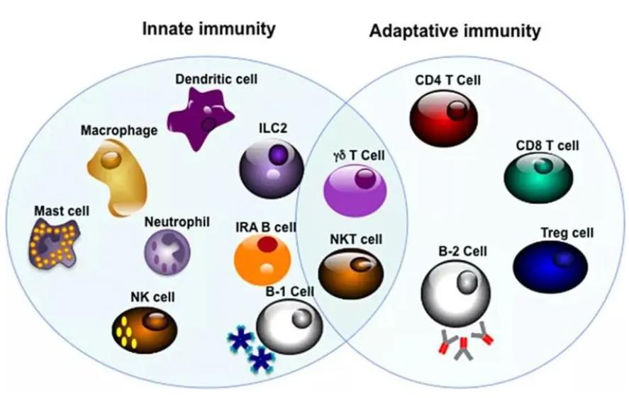 仓鼠会控制体重吗,仓鼠有免疫细胞吗