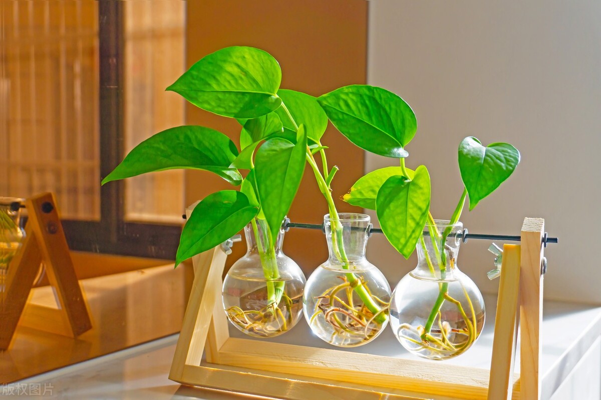 新家除味除甲醛绿植大全,家庭养的绿植怎么除甲醛