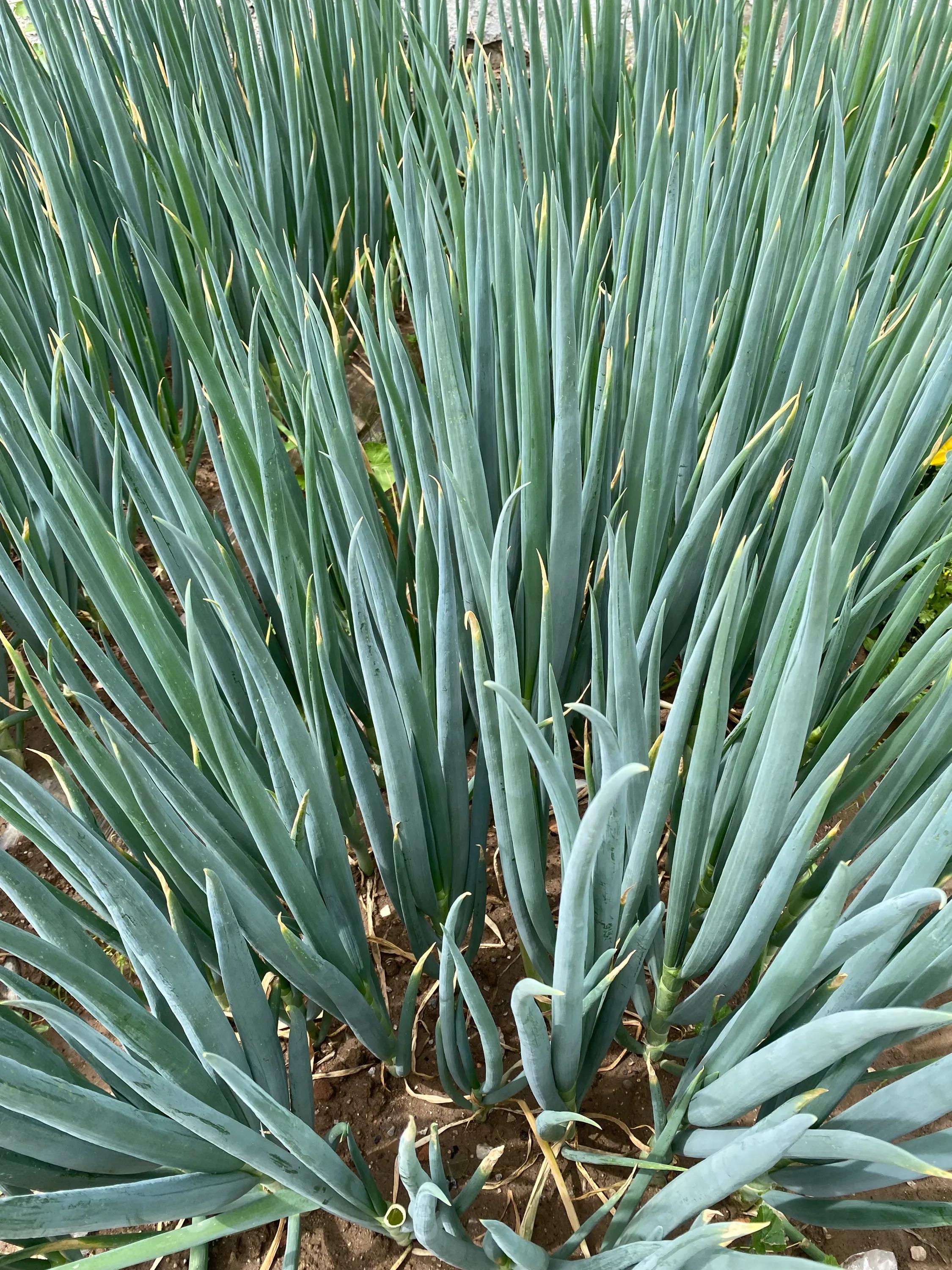 甘青环线旅游图全攻略,甘青西北大环线