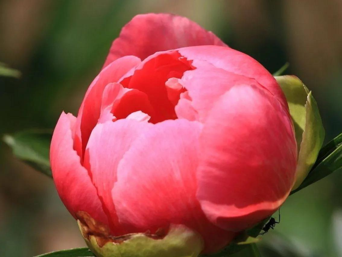 春夏之交，越来越多的花含苞欲放，这一百种娇媚蓓蕾真是美不胜收