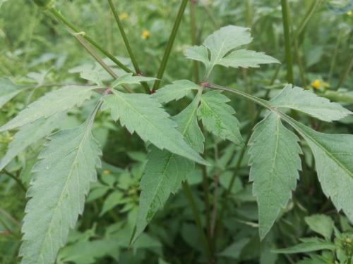 金盏银盘三叉苦功效与作用,金盏银盘是什么药