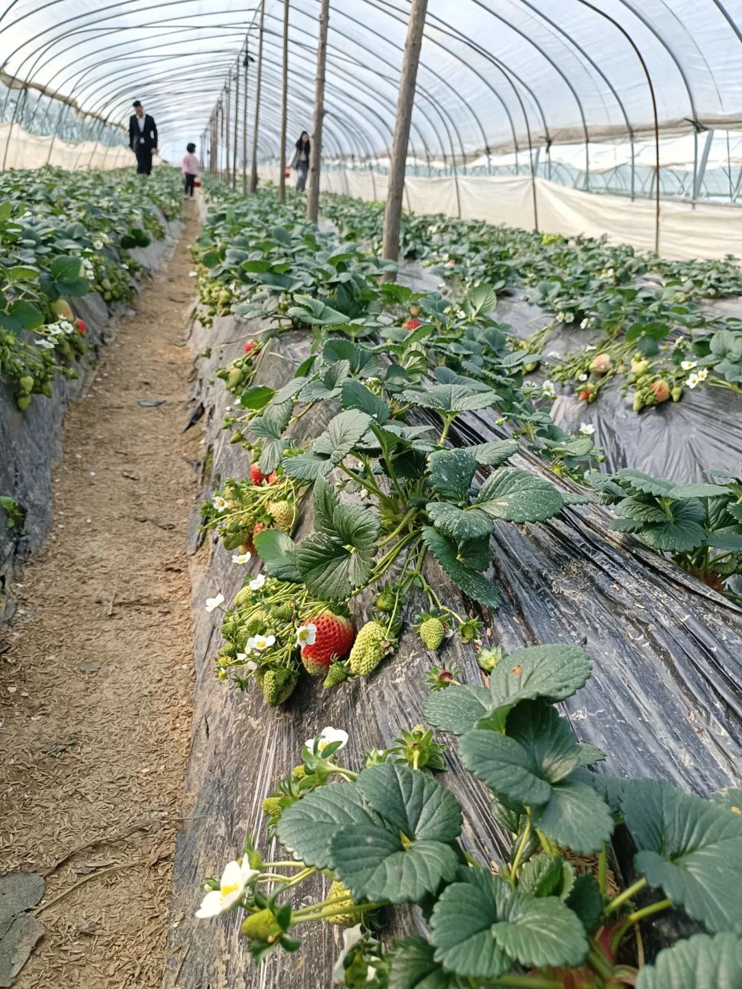 猜灯谜举杯邀明月,猜灯谜元宵佳节