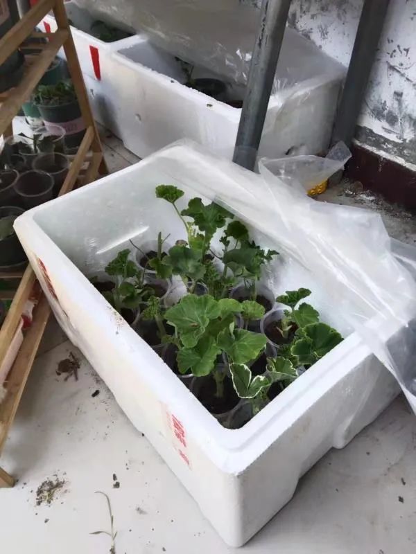 入门天竺葵的扦插方法图解,天竺葵扦插跟绣球扦插方法一样吗