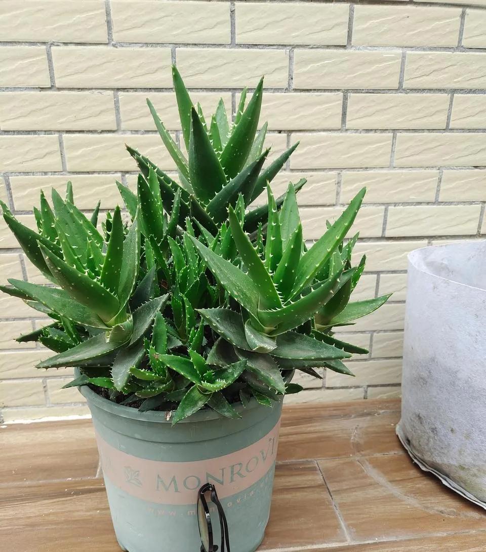 装修完房子养什么花可以去除甲醛,新房什么花吸甲醛最好最快