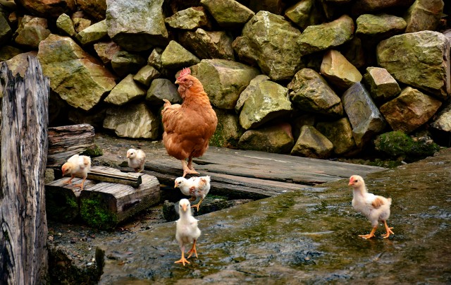 世界上最贵十大奢侈品,世界最昂贵的十大奢侈品排名