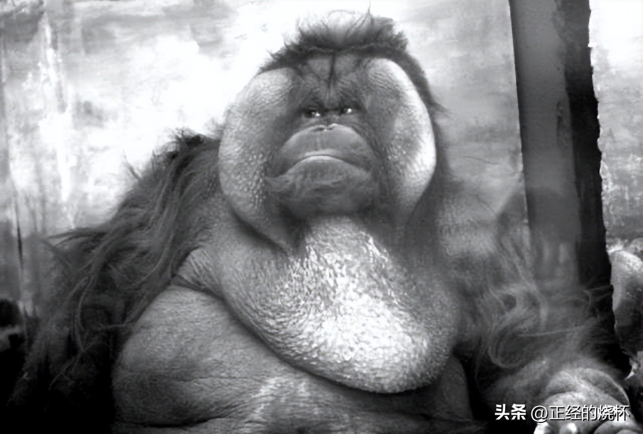 类人猿的身体特征有哪些,类人猿是什么动物