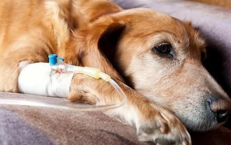 继承人继承遗产后出国被家人起诉,继承岳母上亿遗产法院判决