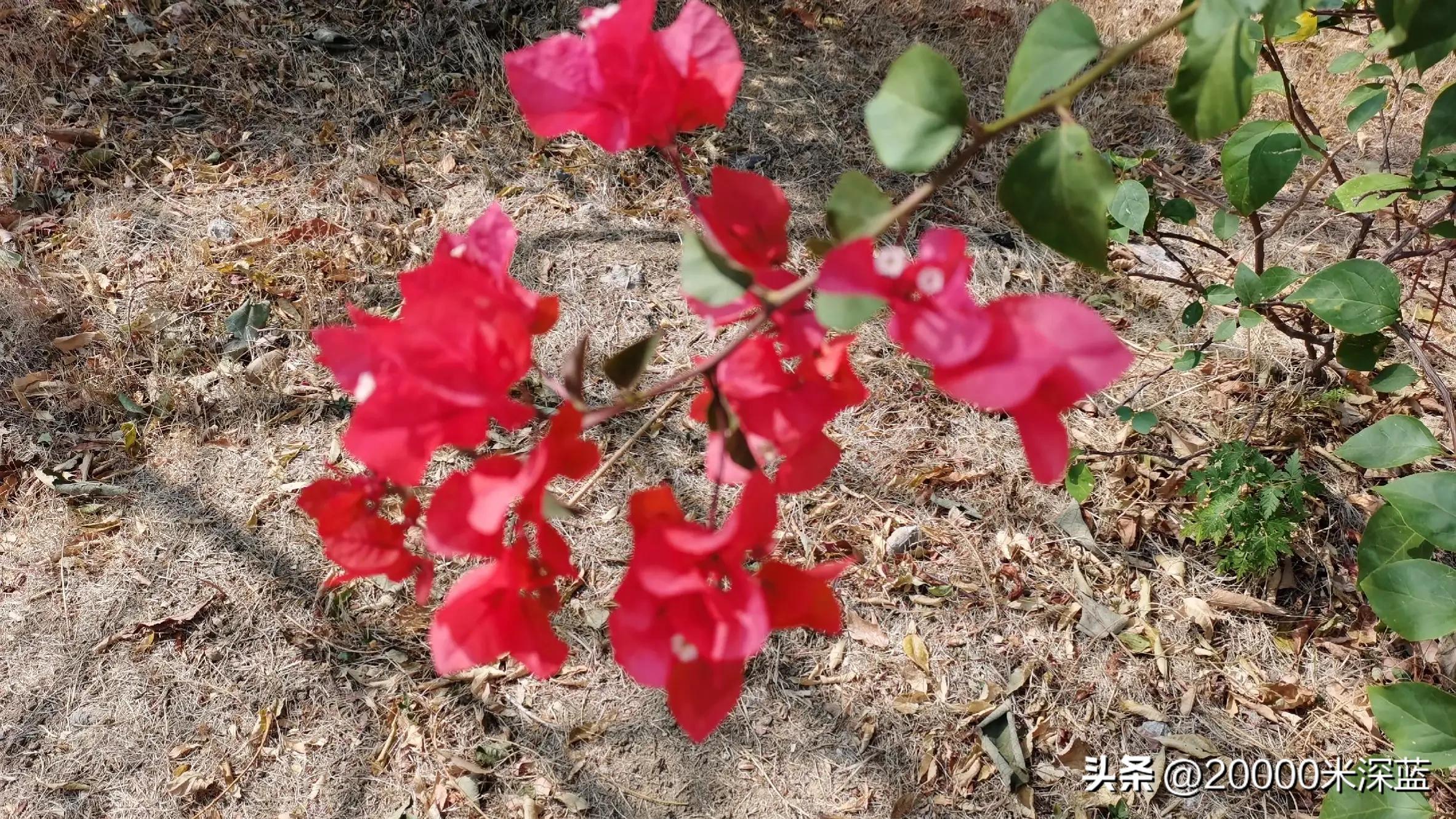 乌龙事件报警,乌龙报警被盗刷