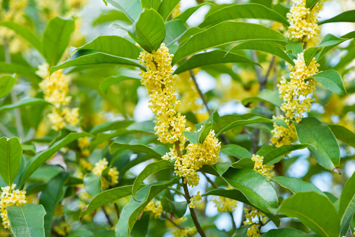 清可绝尘,清可绝尘浓能远溢什么意思