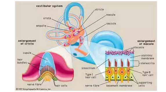 耳蜗的解剖结构和功能,耳蜗的功能的描述