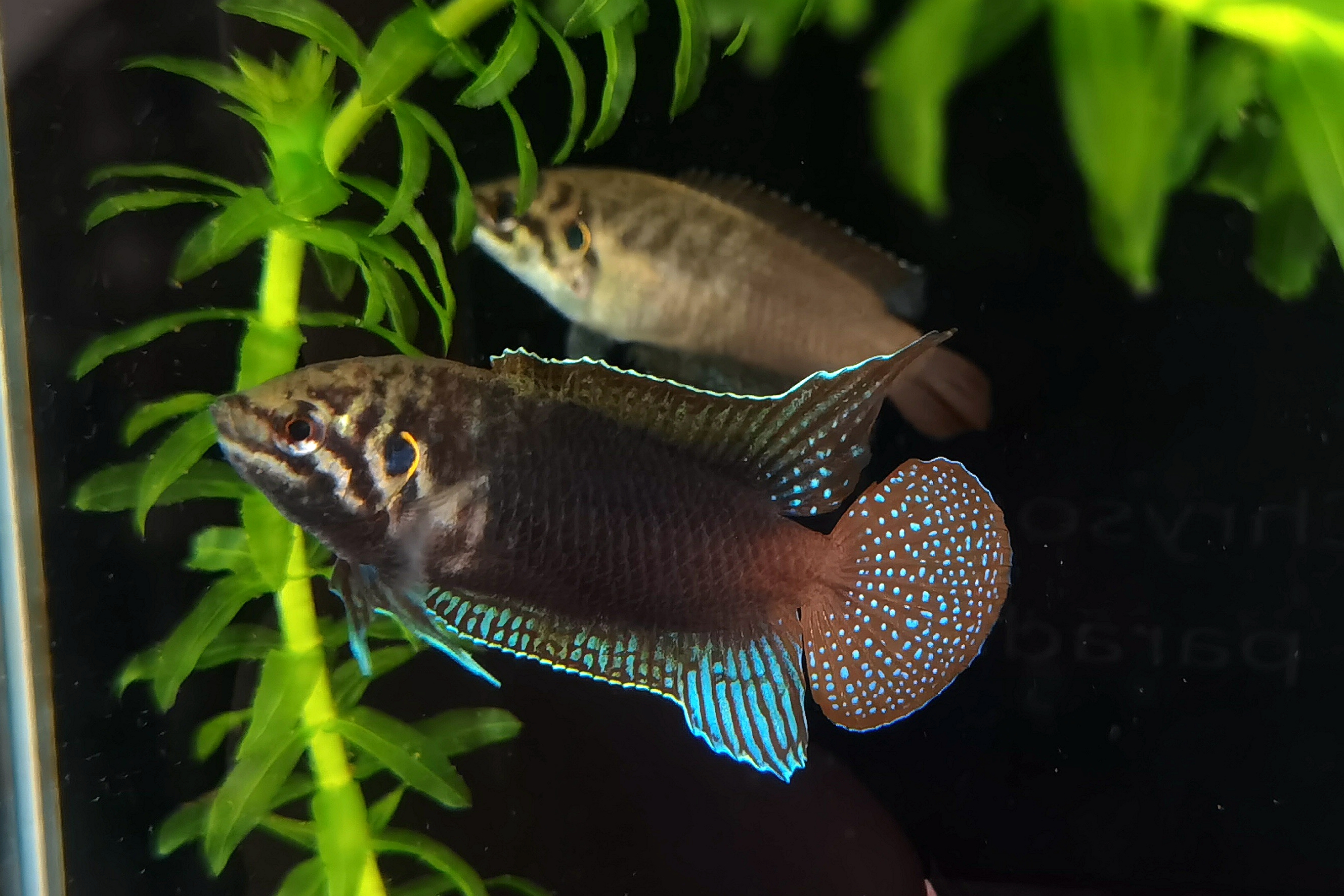 黑龙江鱼类大全名称,黑龙江十大出名鱼排名