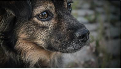 这几天狗狗不怎么吃狗粮怎么回事,狗狗这几天不肯吃狗粮怎么回事