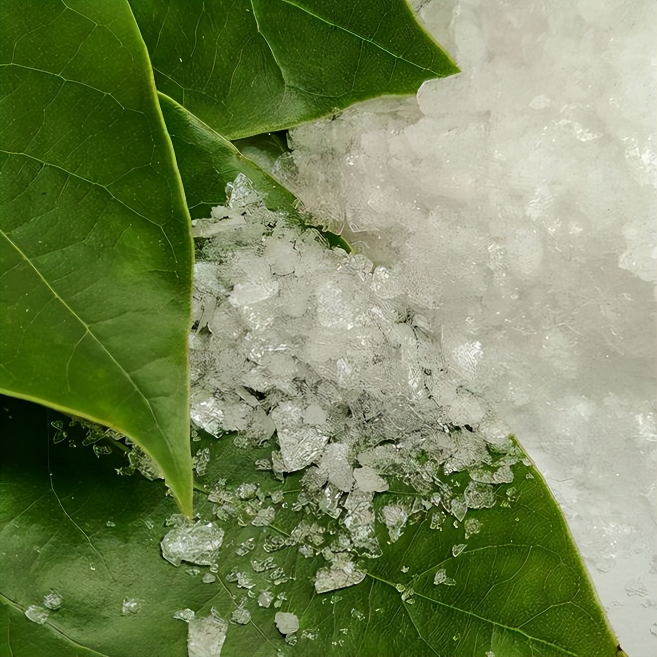 小伙创业种树一斤树叶卖2万,农村小伙靠卖树身价过亿