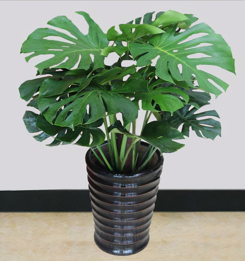 十种最吉利的镇宅花,家里养这5种旺宅花