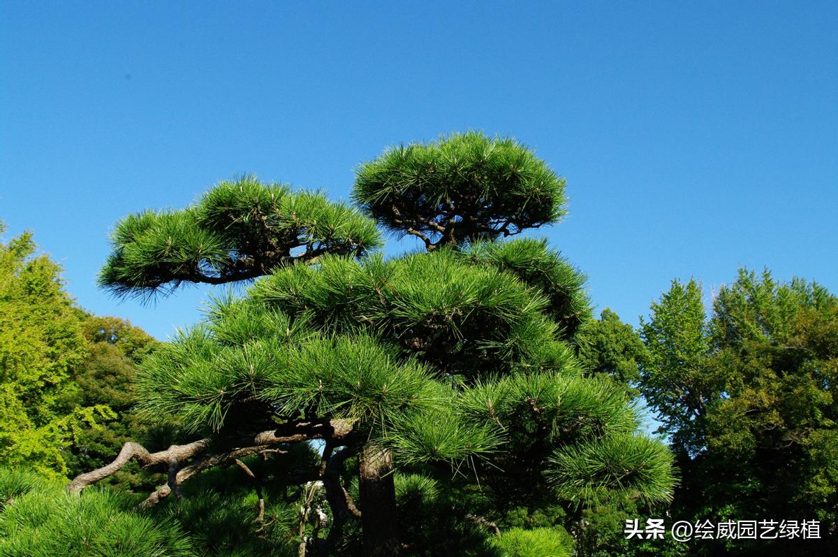 家里最旺财的十种树,有利于财运的风水树