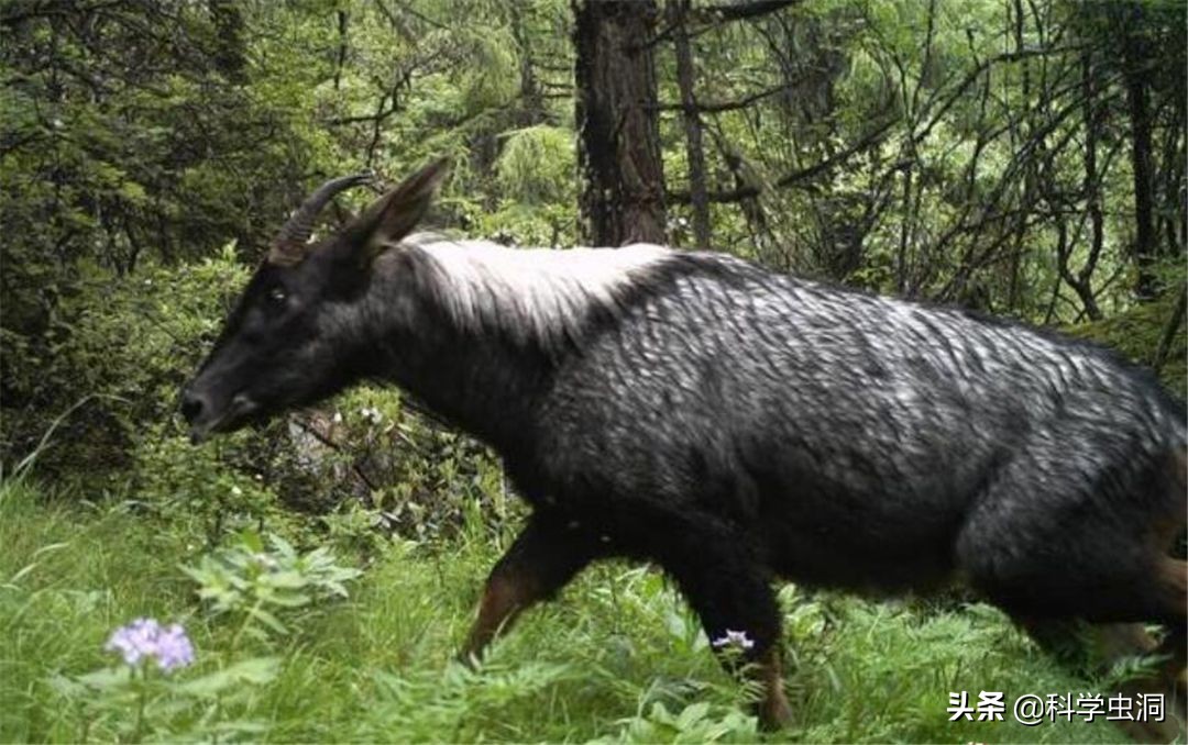 湖北出现多只神兽天马,湖北的天马好吗
