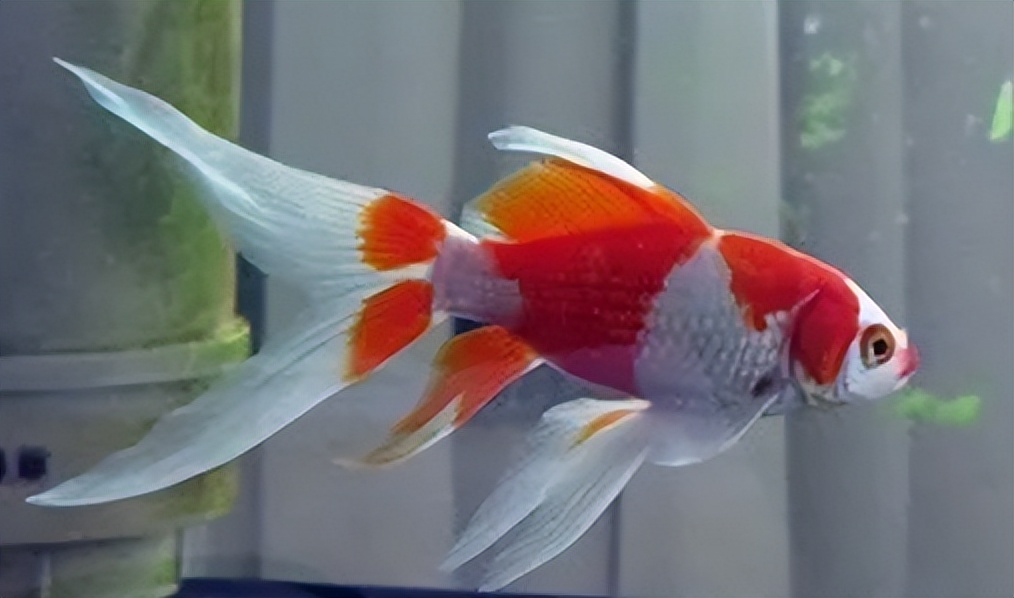 金鱼概述,金鱼图鉴