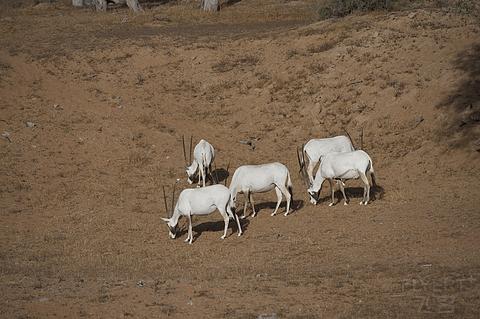 哈伊马角利兹卡尔顿,哈伊马角沙漠丽思卡尔顿酒店