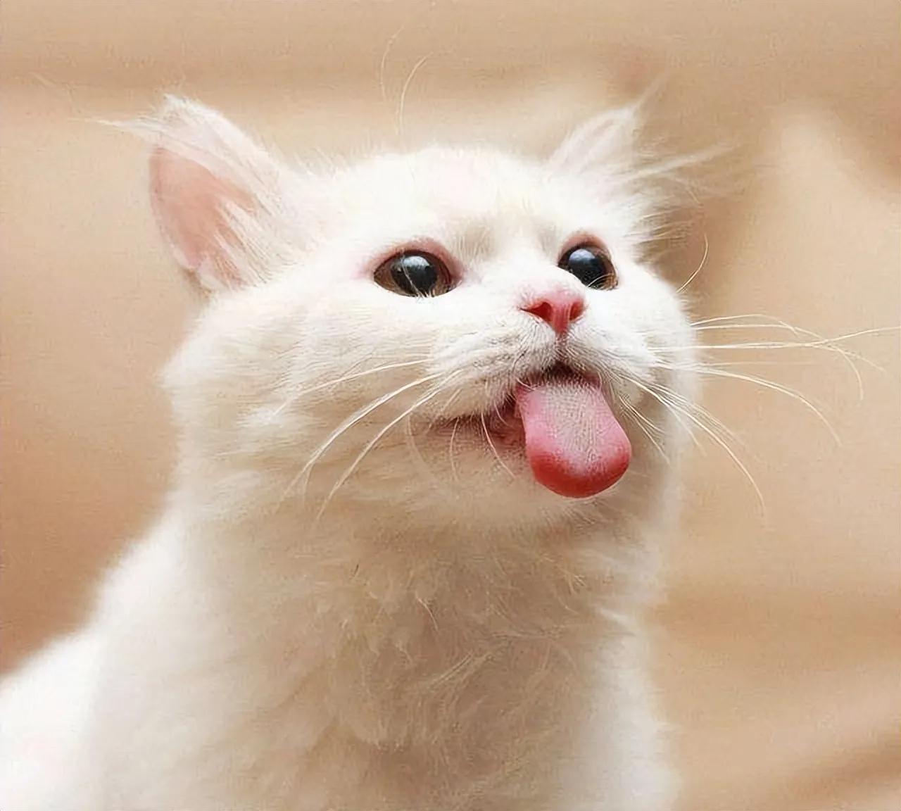 猫咪航空托运攻略,宠物航空托运猫咪怎么上厕所