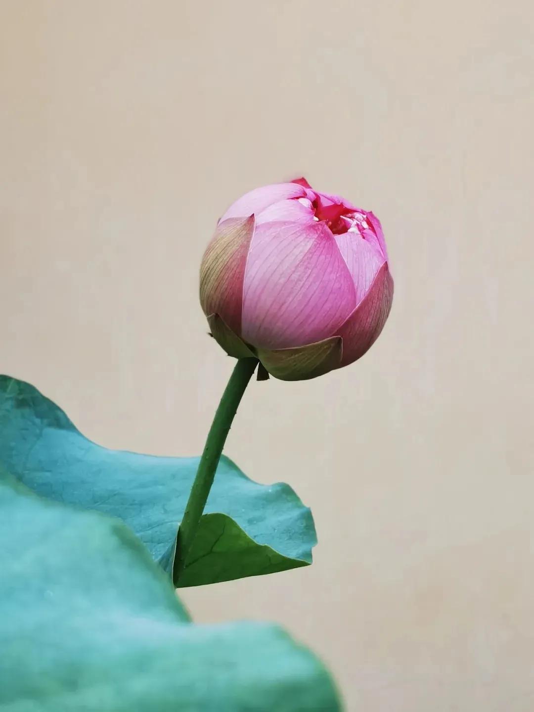 饿死不吃葱人穷不走亲的意思,人饿了别吃葱人穷了别走亲