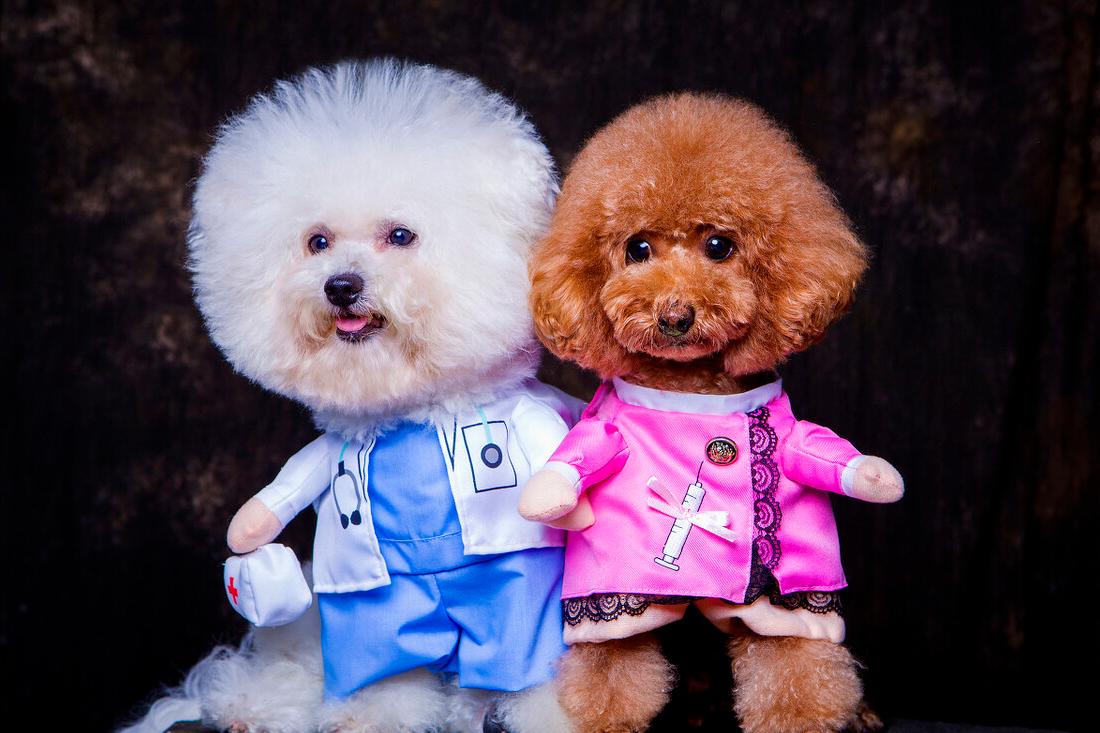 柯基比熊哪个聪明,柯基比熊博美哪个比较聪明