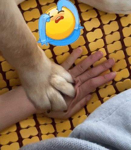 被狗踩了一脚,小狗被踩了一脚一瘸一拐