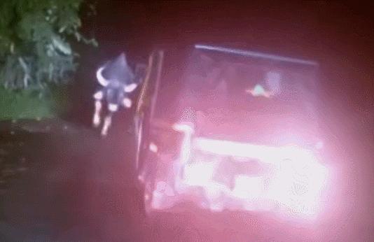 云南野外惊现濒危牛魔王,云南野生牛魔王