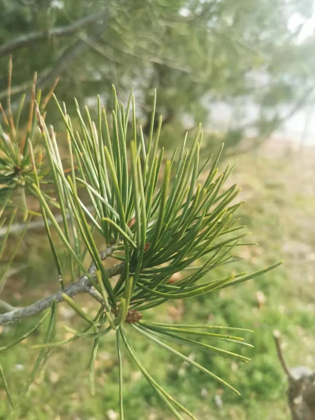 冬天的翠柏苍绿图片,苍松翠柏景色图片
